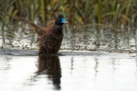 Kachnice australska - Oxyura australis - Blue-billed duck 9856